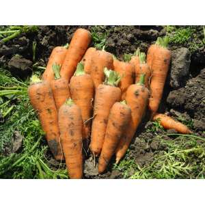 Чикаго F1 - морква, 200 000 насіння, United Genetics (Юнайтед Дженетикс), США фото, цiна